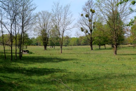 Döberitzer Heide open landscape 2020-05-08 103
