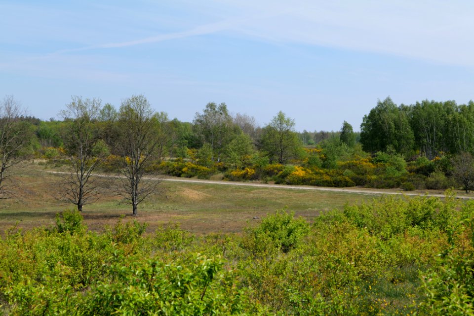 Döberitzer Heide open landscape 2020-05-08 12