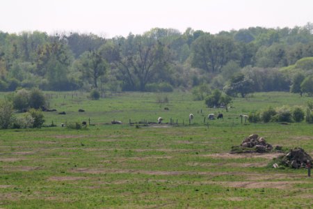 Döberitzer Heide Ferbitzer Bruch 2020-05-08 34