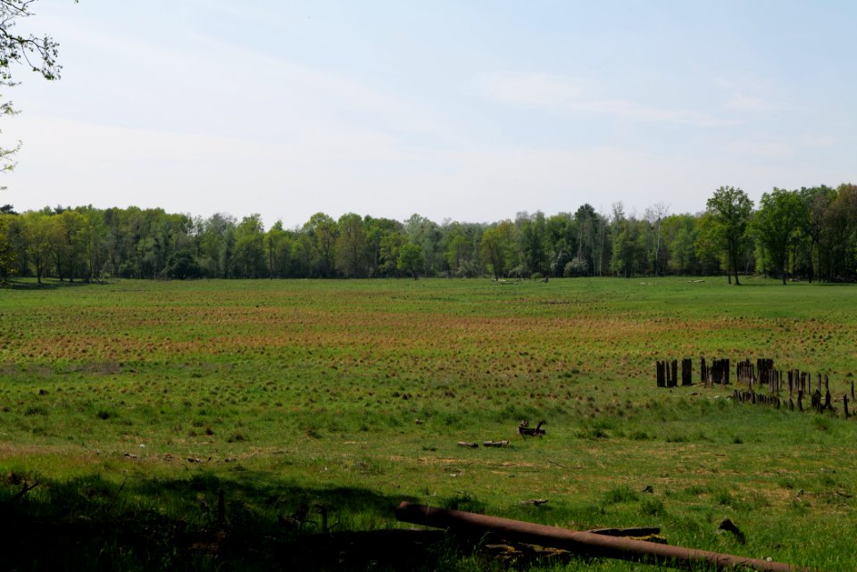Döberitzer Heide open landscape 2020-05-08 135