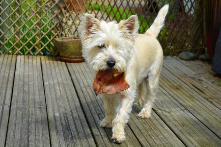 Terrier pets cute