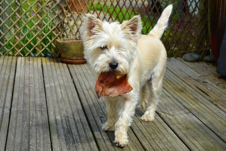 Terrier pets cute photo