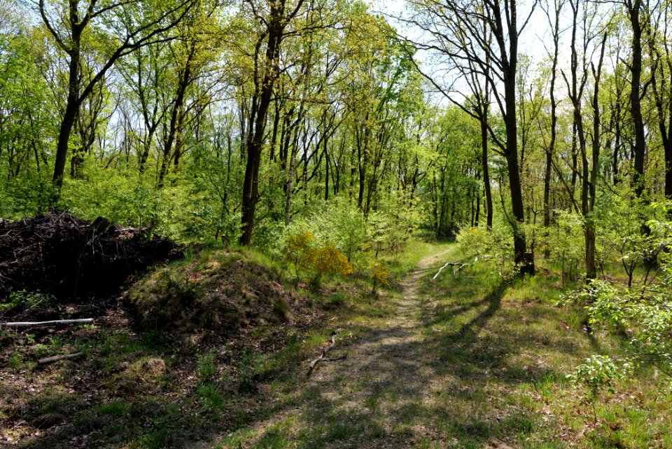 Döberitzer Heide forest 2020-05-08 60