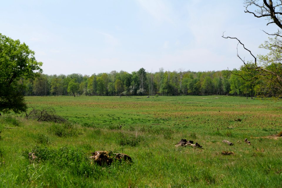 Döberitzer Heide open landscape 2020-05-08 125