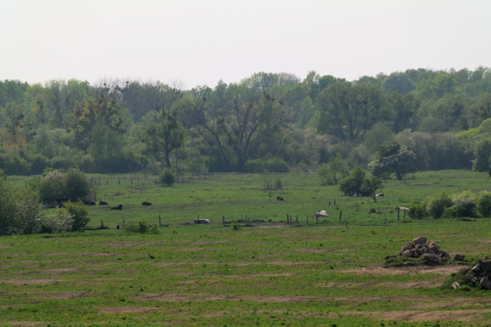 Döberitzer Heide Ferbitzer Bruch 2020-05-08 35
