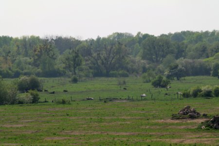 Döberitzer Heide Ferbitzer Bruch 2020-05-08 35