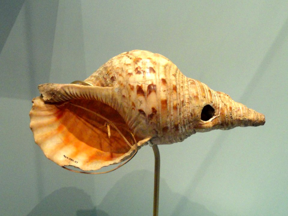 Conch shell trumpet, Papua New Guinea, 20th century - Royal Ontario Museum - DSC09586