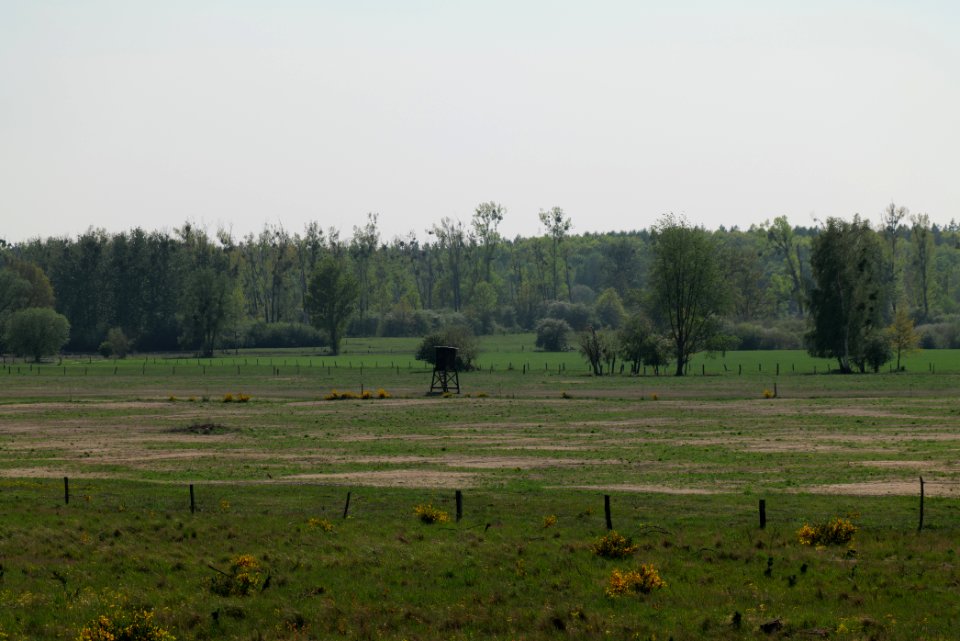 Döberitzer Heide Ferbitzer Bruch 2020-05-08 31