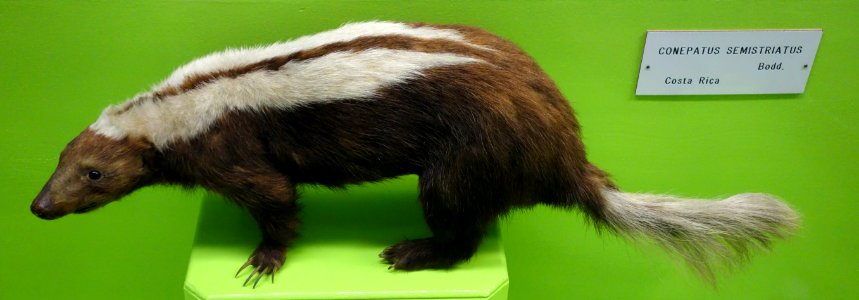 Conepatus semistriatus - Museo Civico di Storia Naturale Giacomo Doria - Genoa, Italy - DSC02689