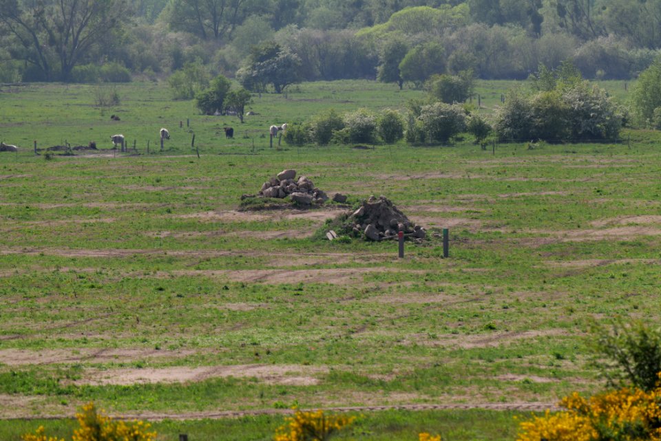 Döberitzer Heide Ferbitzer Bruch 2020-05-08 28