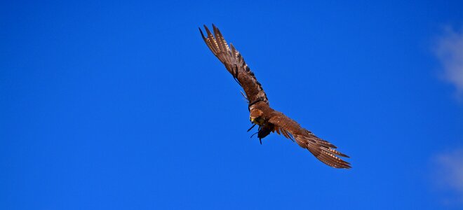 Air raptor bird of prey