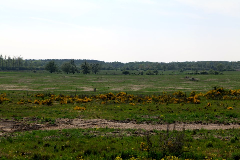 Döberitzer Heide Ferbitzer Bruch 2020-05-08 23