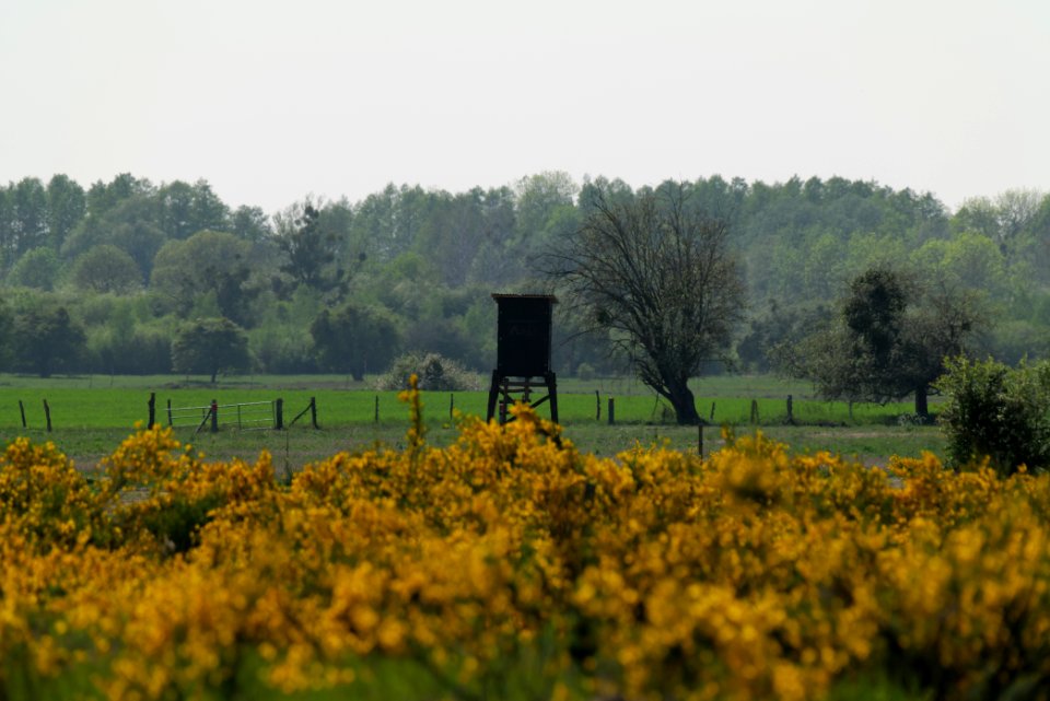 Döberitzer Heide Ferbitzer Bruch 2020-05-08 40