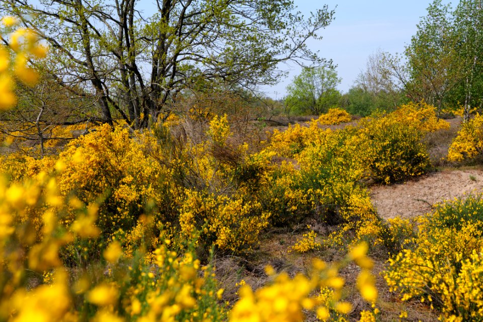 Döberitzer Heide 2020-05-08 29