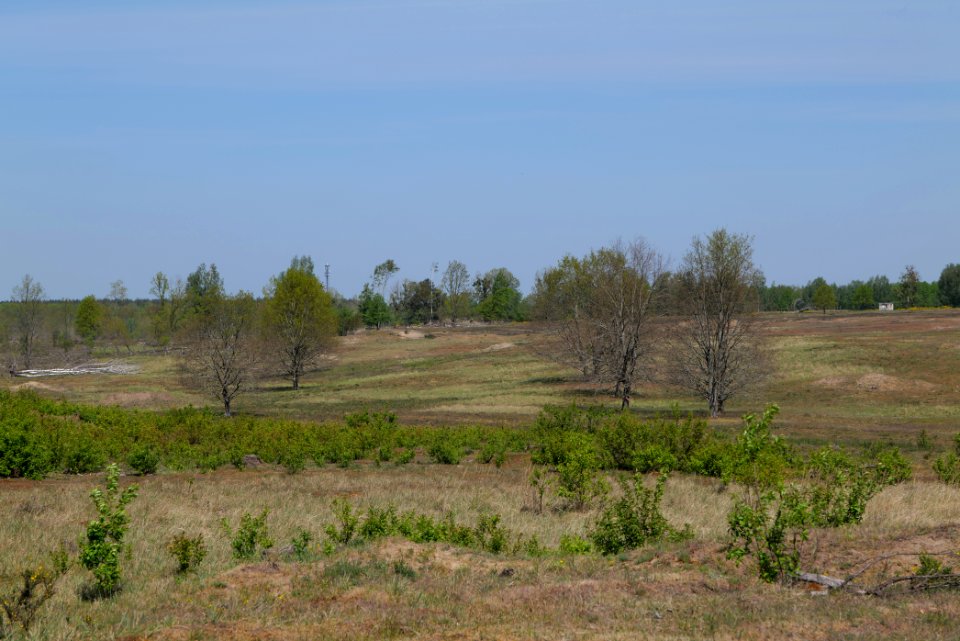 Döberitzer Heide open landscape 2020-05-08 04