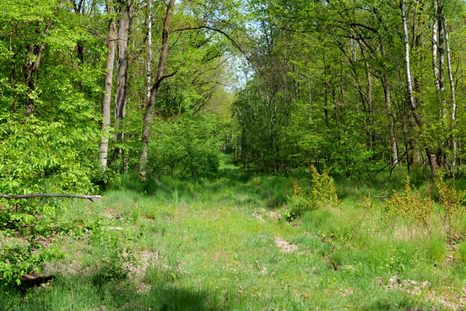 Döberitzer Heide forest 2020-05-08 59