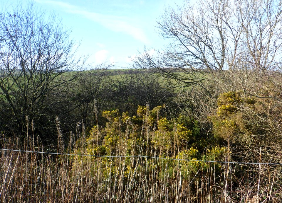 Coney Hill, Patcham, Brighton (February 2014) (3)