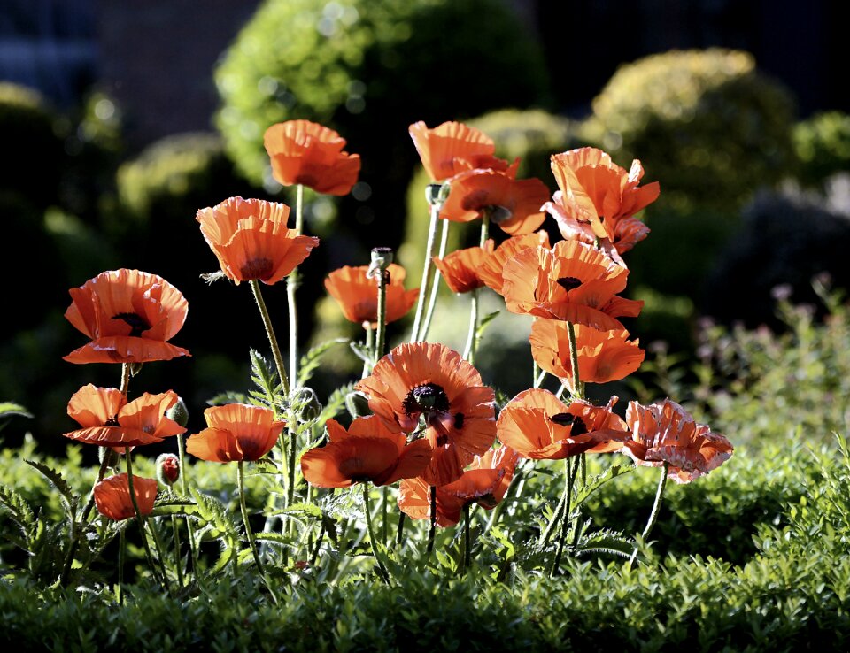 Poppy red poppy flower