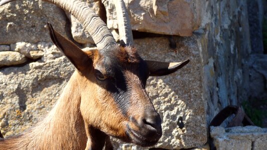 Goat animal head domestic animal photo