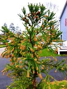 Cones - Arlington, MA - 20201128 100648