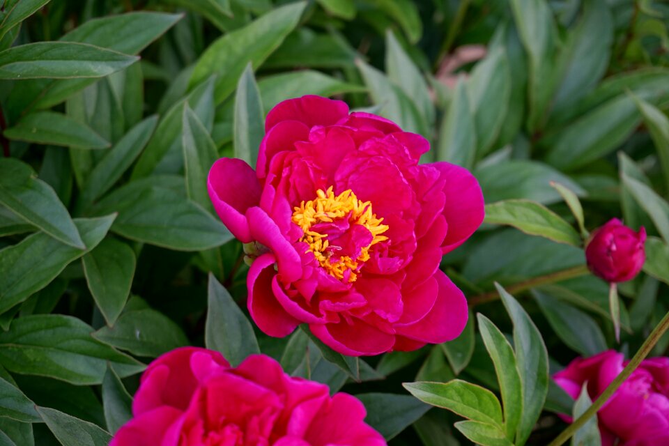 Nature pink flower garden