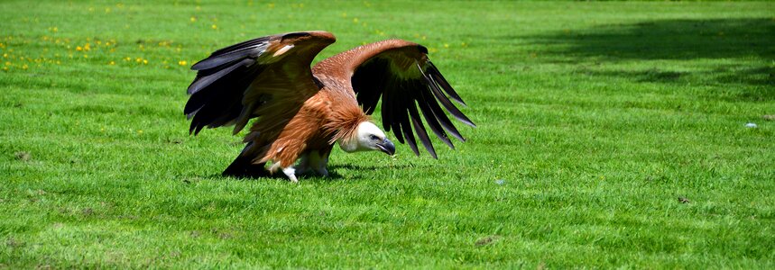 Raptor animal bird of prey