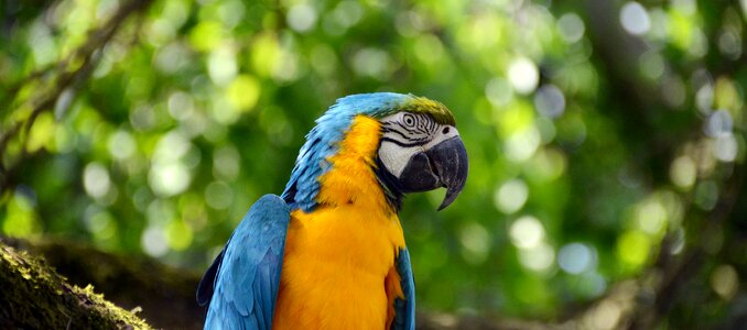 Colorful blue plumage photo