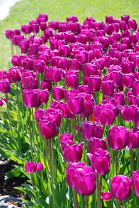 Our daylight purple petals photo