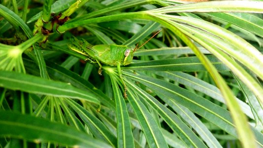 Common grasshopper