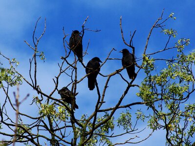 Tree sky crow photo