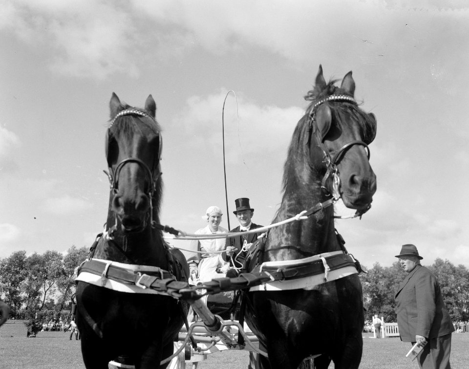 Concours hippique te Leeuwarden, Bestanddeelnr 908-8312