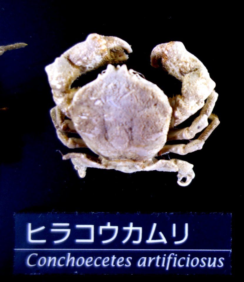 Conchoecetes artificiosus - National Museum of Nature and Science, Tokyo - DSC06763