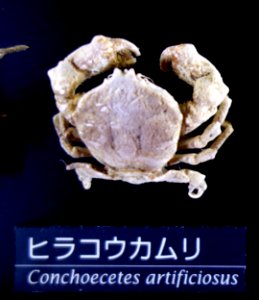 Conchoecetes artificiosus - National Museum of Nature and Science, Tokyo - DSC06763