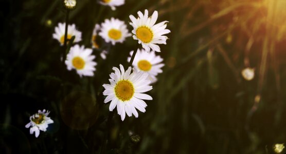 Light flowers visual composer