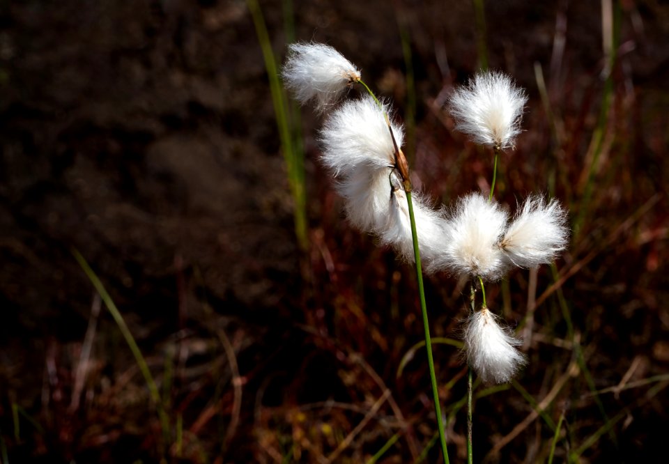 Common cottongrass in a cliff crevice