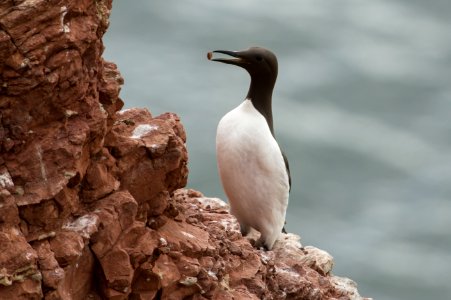 Common guillemot (Uria aalge), Heligoland