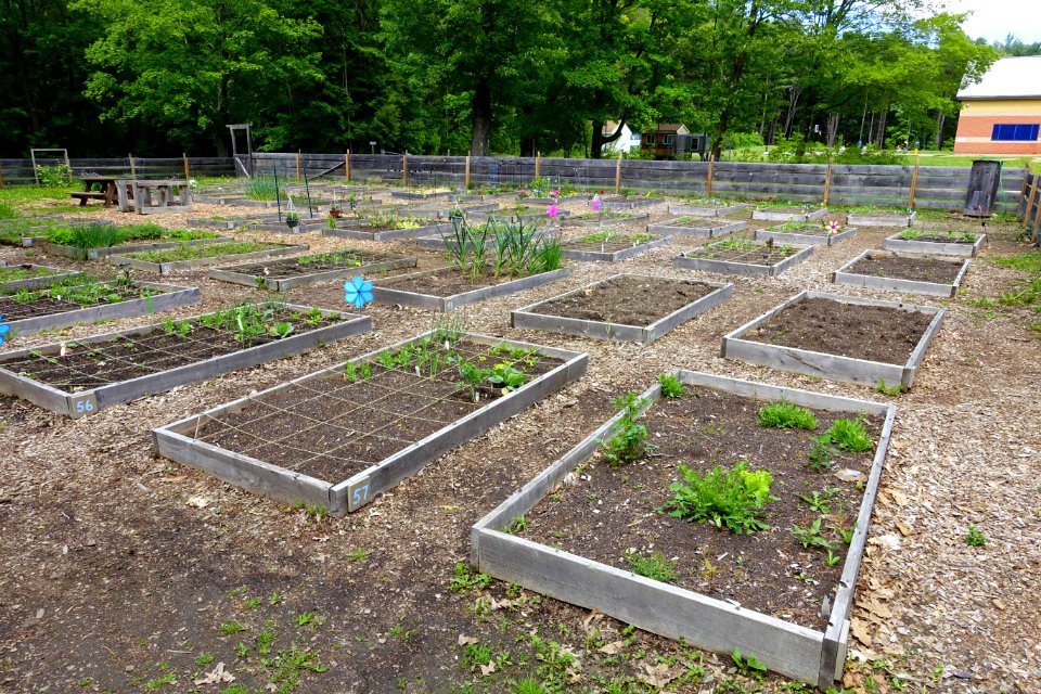 Community garden - Doyle Community Park & Center - Leominster, Massachusetts - DSC06284