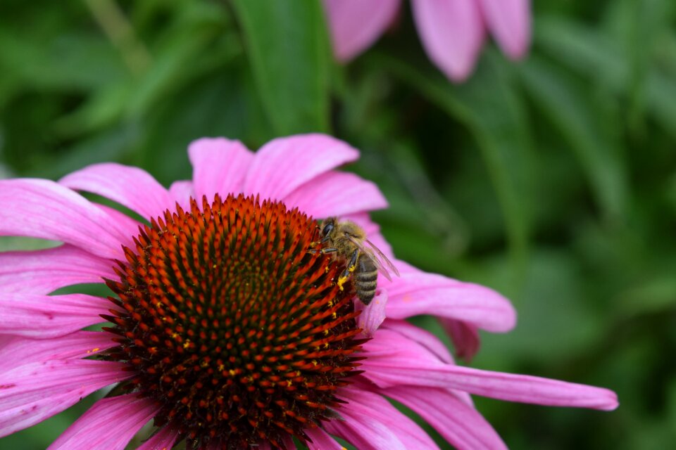 Garden nature botany