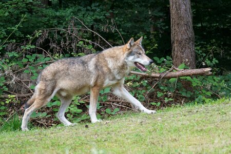 Mammal carnivores pack animal photo