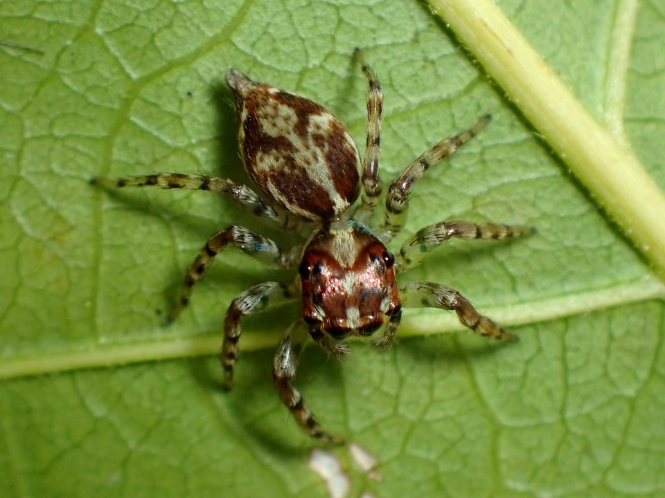 Compsodecta 02