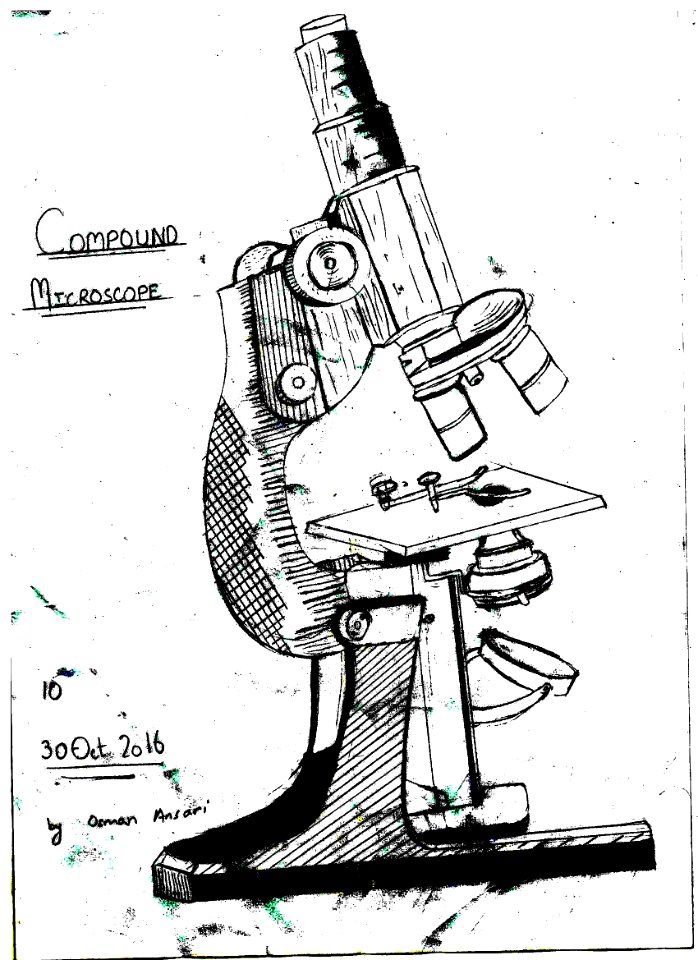 Compound Microscope Drawing