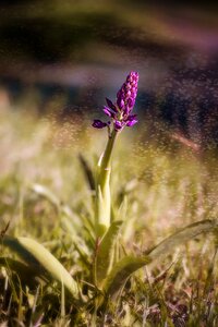 Wild plant meadow pointed flower photo