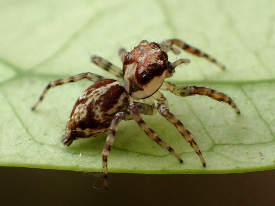 Compsodecta 03