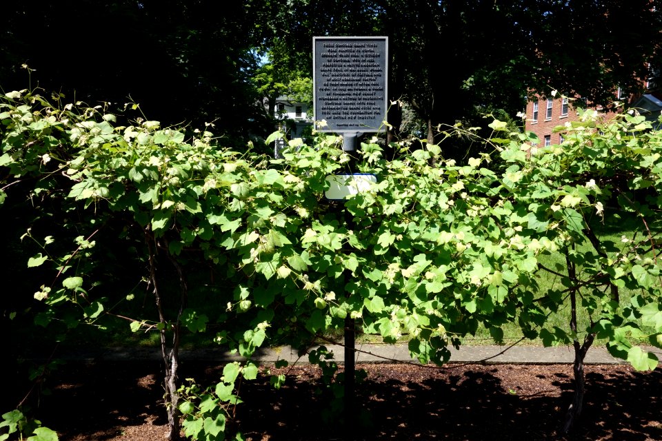 Concord grape memorial - Concord, MA -DSC07011