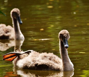 Waters water water bird