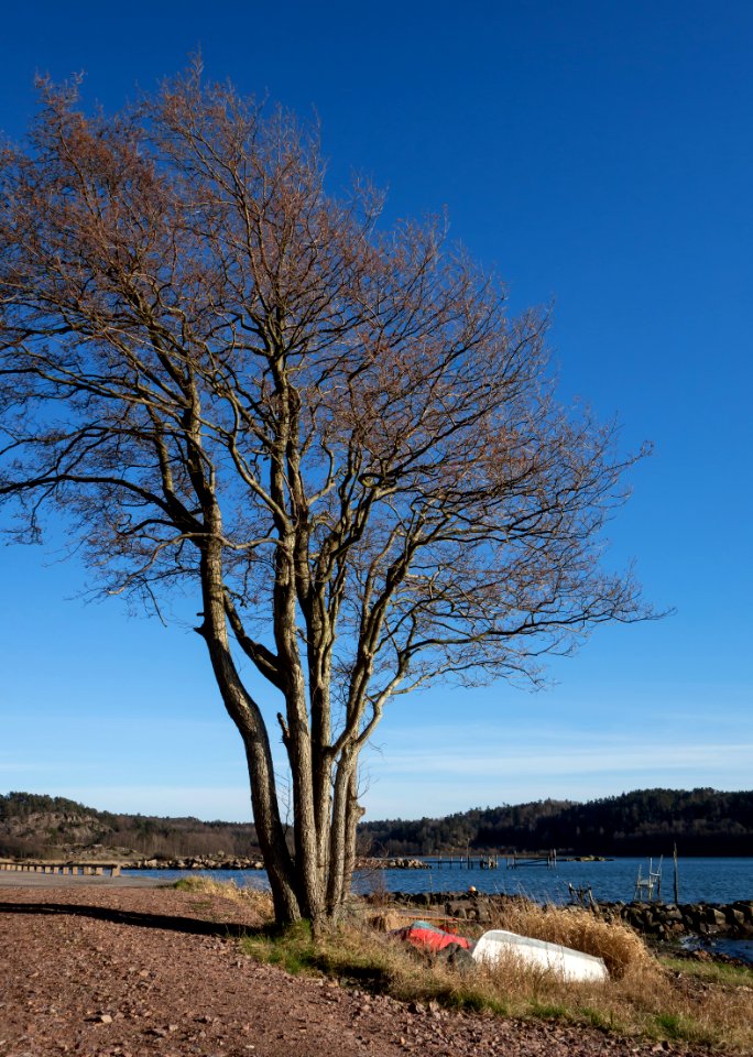 Common alder in Norrkila