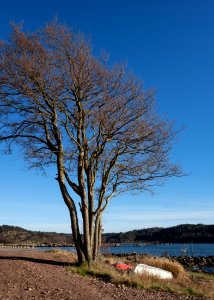 Common alder in Norrkila