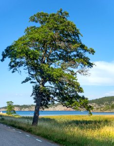 Common alder in Holma