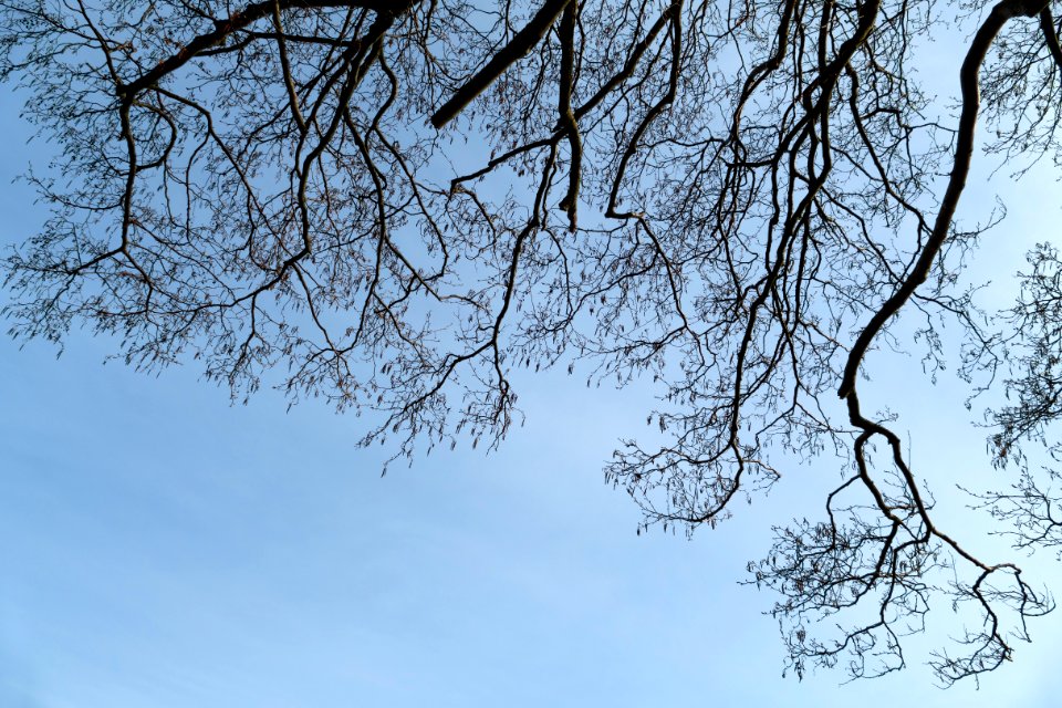 Common alder branches in Norrkila 1