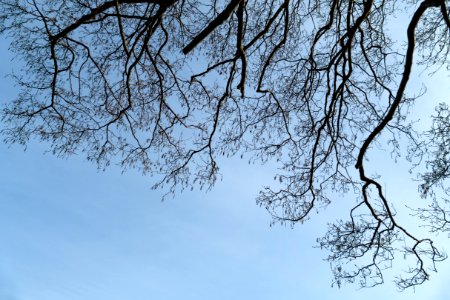 Common alder branches in Norrkila 1